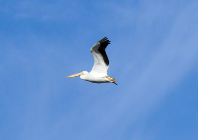 1215CBC_179whitepelican.jpg