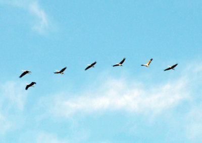 1215CBC_184whitepelicans.jpg