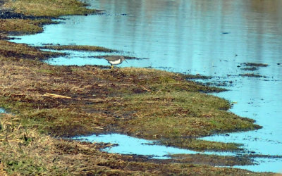 1215CBC_192spottedsandpiper.jpg