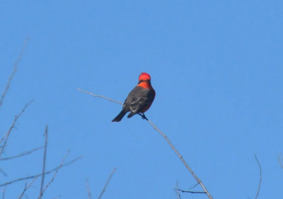 1215CBC_196vermilion.jpg