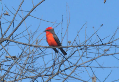 1215CBC_203vermilion.jpg