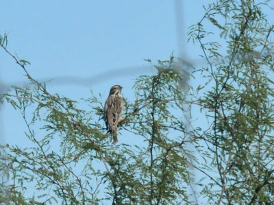 1215CBC_260larkbunting.jpg