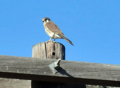 1215CBC_274Kestrel.jpg
