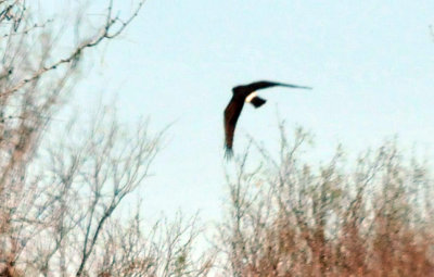 1215CBC_281northernharrier.jpg