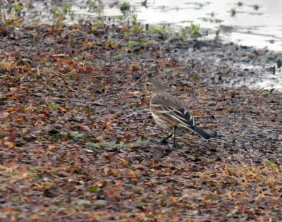 1216cooks2018_038americanpipit.jpg