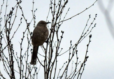 1217county_010curvebilledthrasher.jpg