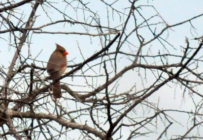 1217county_085pyrrhuloxia.jpg
