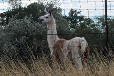 1217county_238llama.jpg