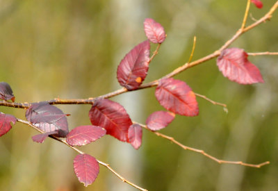 1217county_261leaves.jpg