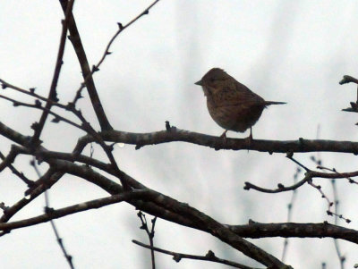 1219countySE_033sparrow.jpg