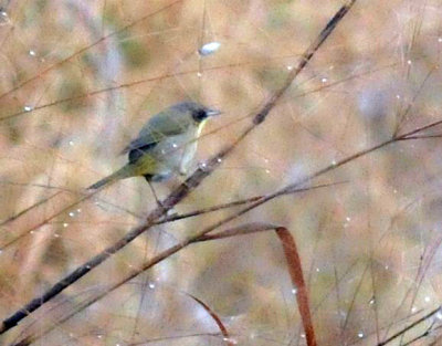 1219countySE_105commonyellowthroat.jpg