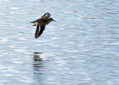 1220cooks_021spottedsandpiper.jpg