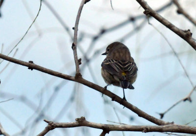 1220cooks_043yellowrumped.jpg