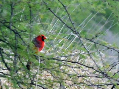1220cooks_058ncardinal.jpg