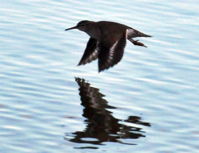 1220cooks_068spottedsandpiper.jpg