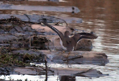1220cooks_076spottedsandpiper.jpg