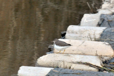 1220cooks_087spottedsandpiper.jpg