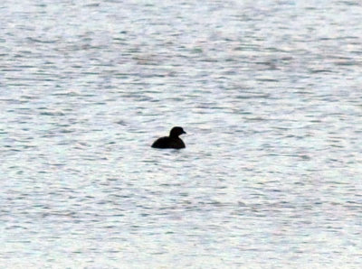 1220cooks_092piedbilled.jpg