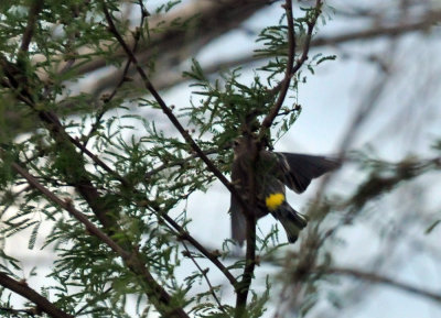 1220cooks_108yellowrumped.jpg