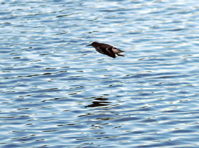 1220cooks_119spottedsandpiper.jpg