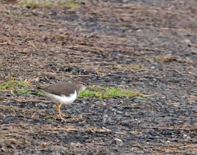 1220cooks_132spottedsandpiper.jpg