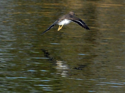 1220cooks_233spottedsandpiper.jpg