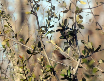 1220cooks_252housewren.jpg