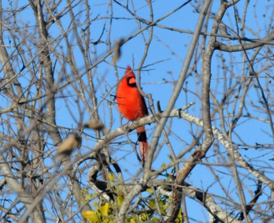 1221cooks_108ncardinal.jpg