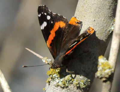 1221cooks_139redadmiral.jpg