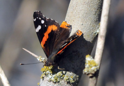 1221cooks_140redadmiral.jpg