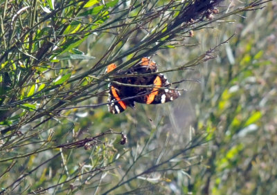 1221cooks_223redadmiral.jpg