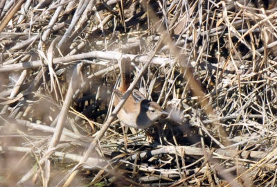 1221cooks_240marshwren.jpg