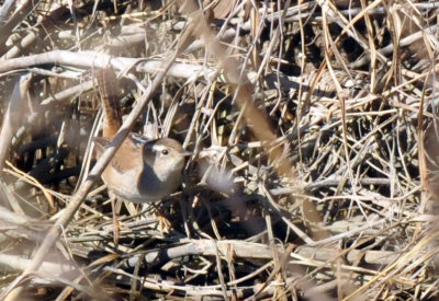 1221cooks_242marshwren.jpg