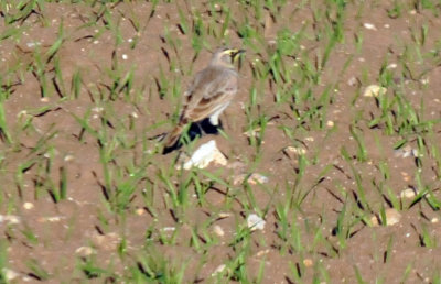 1222cooks_039hornedlark.jpg