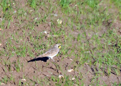 1222cooks_044hornedlark.jpg