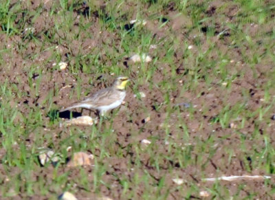 1222cooks_060hornedlark.jpg