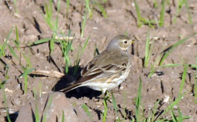 1222cooks_090americanpipit.jpg