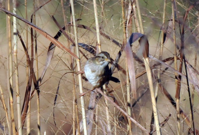 1222cooks_143sparrow.jpg