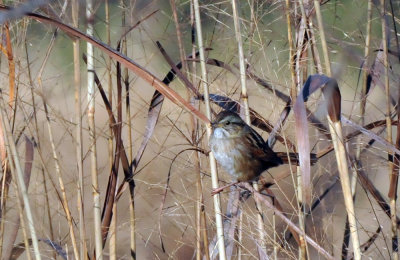 1222cooks_144swampsparrow.jpg