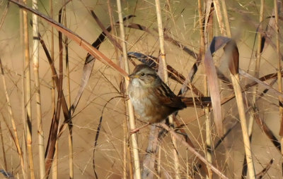 1222cooks_145swampsparrow.jpg