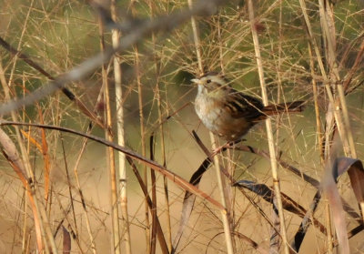 1222cooks_154swampsparrow.jpg