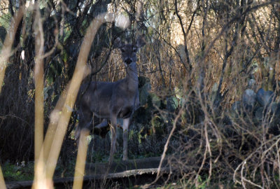 1222cooks_186deer.jpg