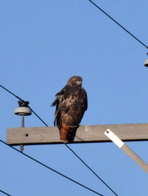 1223countyse_001redtailhawk.jpg