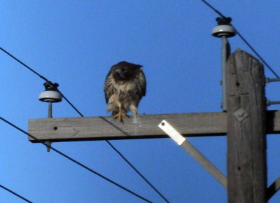 1223countyse_005redtailhawk.jpg