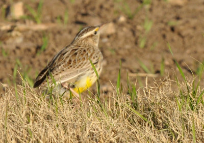 1223countyse_008meadowlark.jpg