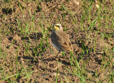 1223countyse_019hornedlark.jpg
