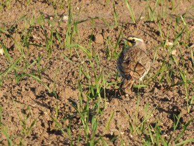 1223countyse_022hornedlark.jpg
