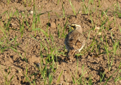 1223countyse_023hornedlark.jpg