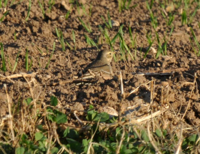 1223countyse_029americanpipit.jpg