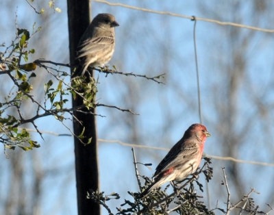 1223countyse_052housefinch.jpg